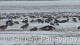Video of Red-breasted goose - Red-breasted Goose eating grass in winter snow fields